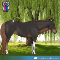 Horse Color:Liver Chestnut Tobiano 