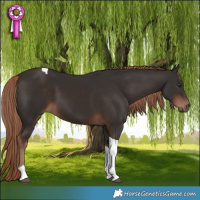 Horse Color:Liver Chestnut Tobiano