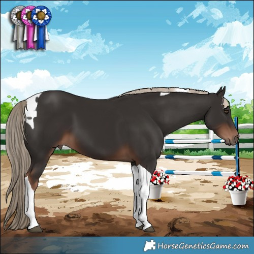 Horse Color:Liver Chestnut Tobiano 