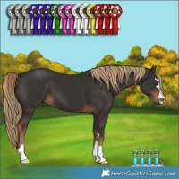 Horse Color:Liver Chestnut 