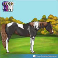 Horse Color:Liver Chestnut Tobiano 