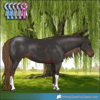 Horse Color:Liver Chestnut Tobiano 