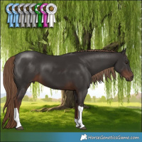 Horse Color:Liver Chestnut Tobiano 