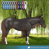 Horse Color:Liver Chestnut Tobiano