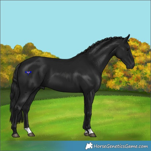 Horse Color:Gray Black 