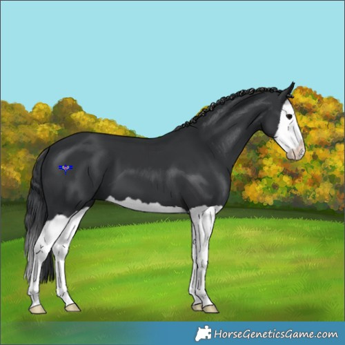 Horse Color:Black Splash 