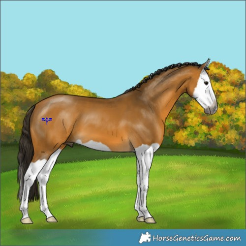 Horse Color:Gray Buckskin Splash 