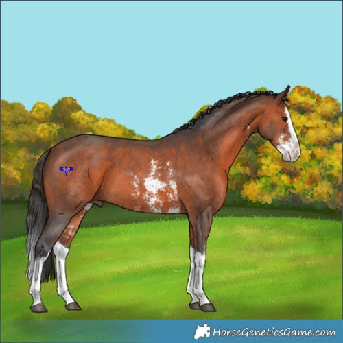 Horse Color:Bay Sabino Splash 