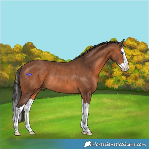 Horse Color:Bay Splash Rabicano 