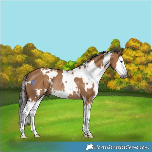 Horse Color:Gray White Spotted Bay Dun Splash Rabicano 