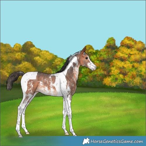 Horse Color:Bay Sabino Tobiano 