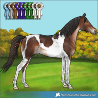 Horse Color:Brown Tobiano 