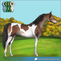 Horse Color:Brown Tobiano