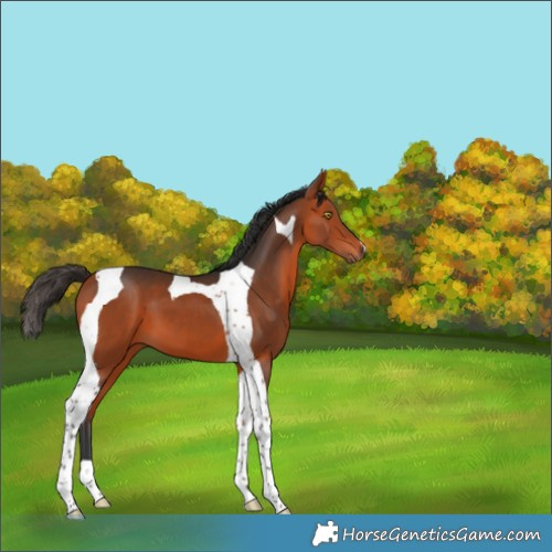 Horse Color:Bay Tobiano 