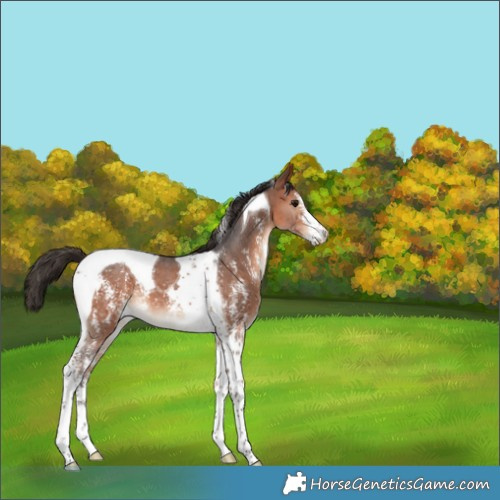 Horse Color:Bay Sabino Tobiano 