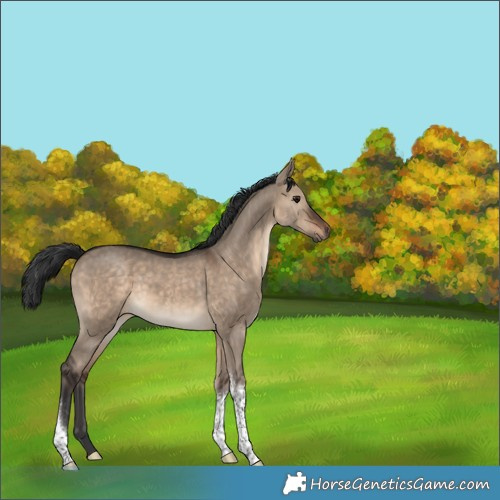 Horse Color:Brown Dun Tobiano 