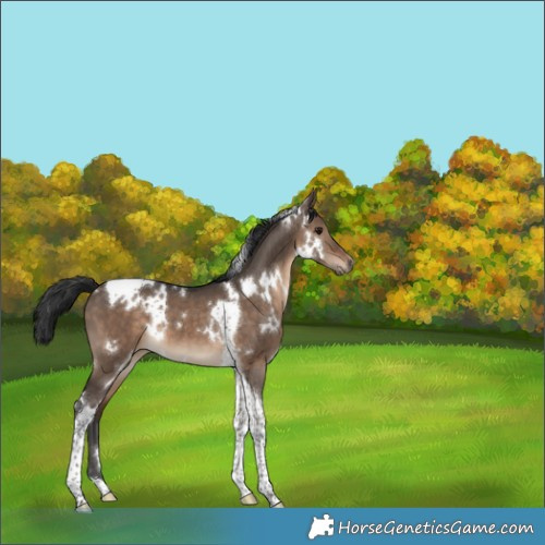 Horse Color:White Spotted Brown Dun Tobiano 