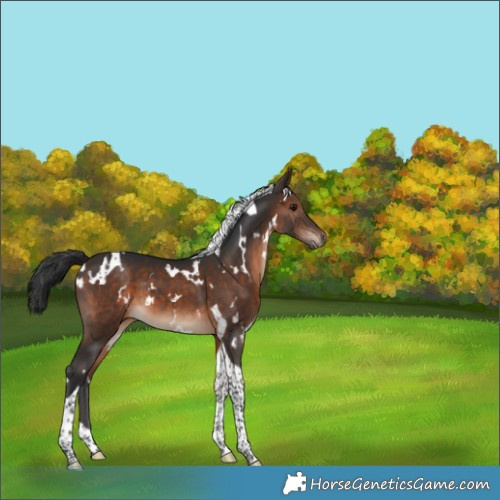 Horse Color:White Spotted Brown Tobiano 