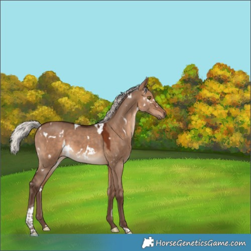 Horse Color:White Spotted Silver Brown Dun Tobiano 