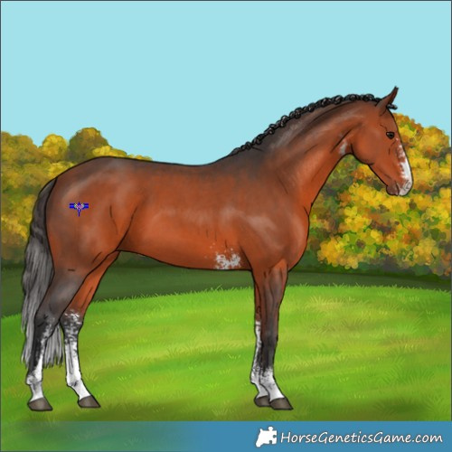 Horse Color:Bay Sabino 