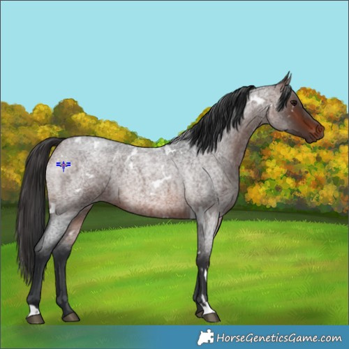 Horse Color:White Spotted Brown Roan 