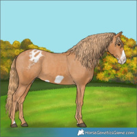 Horse Color:Chestnut Frame Appaloosa 