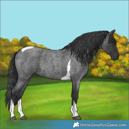Horse Color:Blue Roan Tobiano 