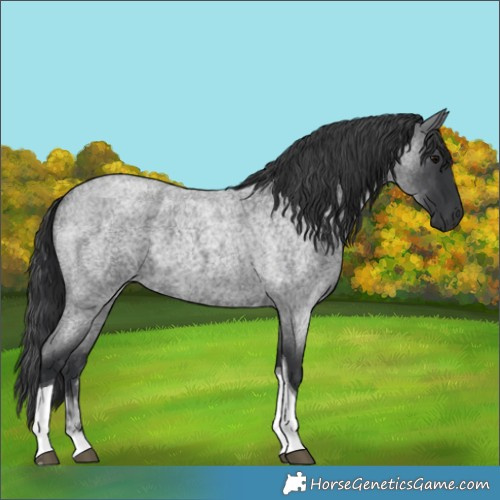 Horse Color:Blue Roan Tobiano 