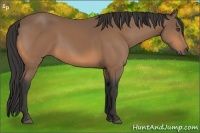 Horse Color:Buckskin 