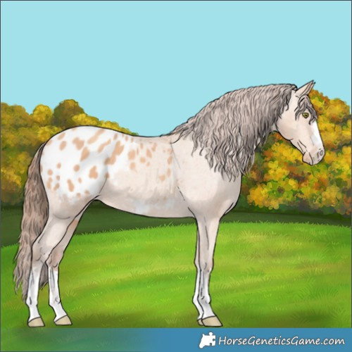 Horse Color:Amber Champagne Blanket 