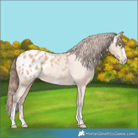 Horse Color:Amber Champagne Blanket 