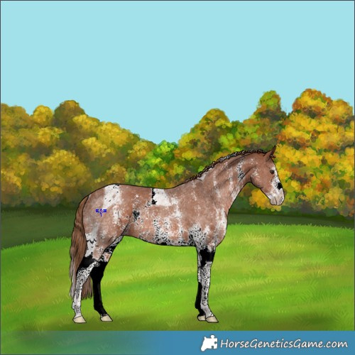 Horse Color:Chestnut Sabino Tobiano Rabicano 