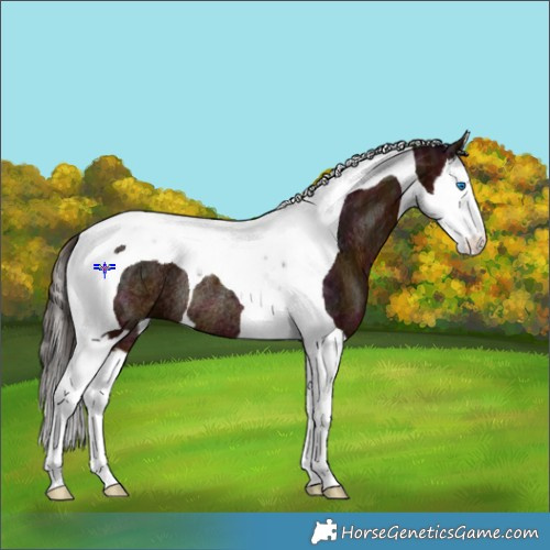 Horse Color:Midnight Bay Ice Splash Tobiano Rabicano 