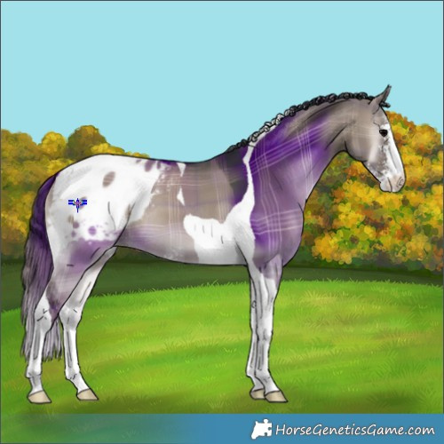 Horse Color:Plaid  Grullo Onyx Sabino Tobiano Blanket 