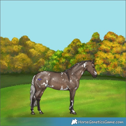 Horse Color:White Spotted Silver Brown Dun 