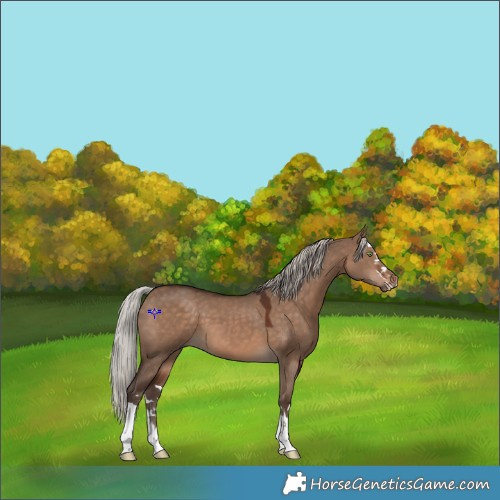 Horse Color:Silver Brown Dun 