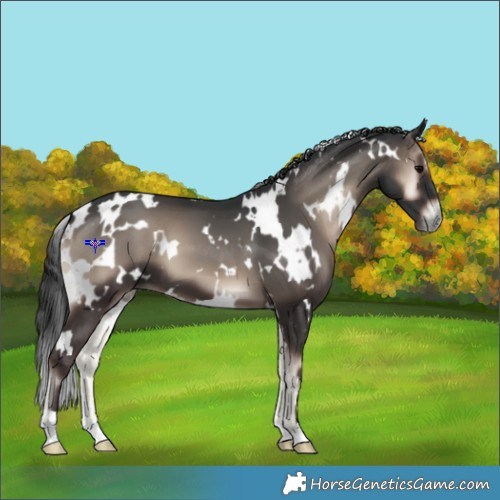 Horse Color:White Spotted Blue Onyx 
