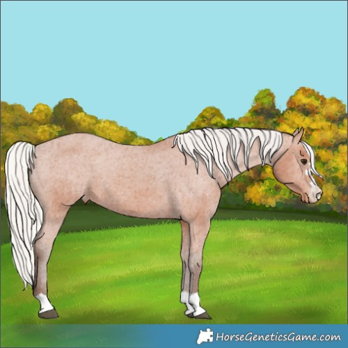 Horse Color:Silver Bay Appaloosa 