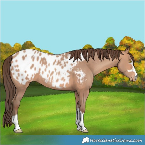 Horse Color:Amber Champagne Appaloosa 