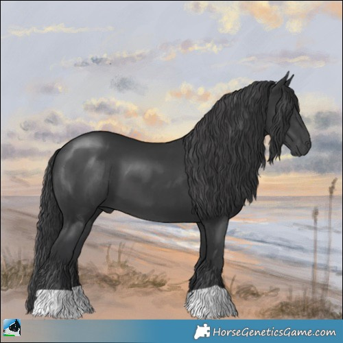 Horse Color:Black 