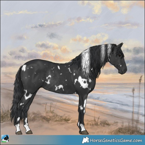 Horse Color:White Spotted Black Rabicano 