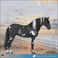 Horse Color:White Spotted Black Rabicano 