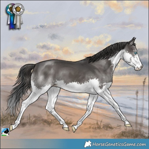 Horse Color:Black Splash 
