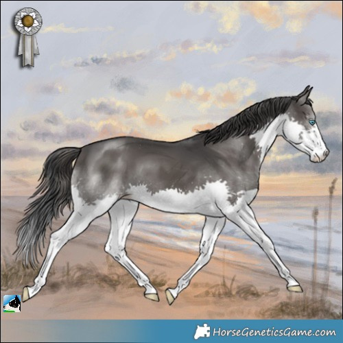 Horse Color:Black Splash 