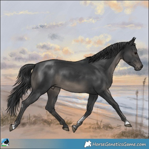 Horse Color:Black Sabino Rabicano 