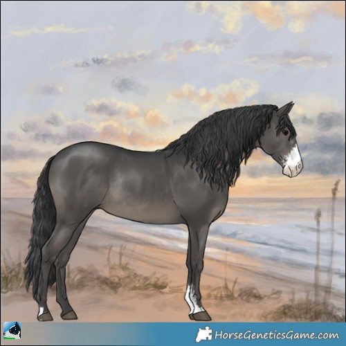 Horse Color:Black Sabino Rabicano