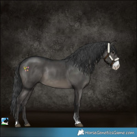 Horse Color:Black Sabino Rabicano 