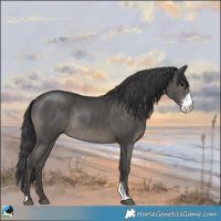 Horse Color:Black Sabino Rabicano 