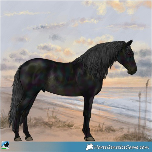 Horse Color:Midnight Black Rabicano 