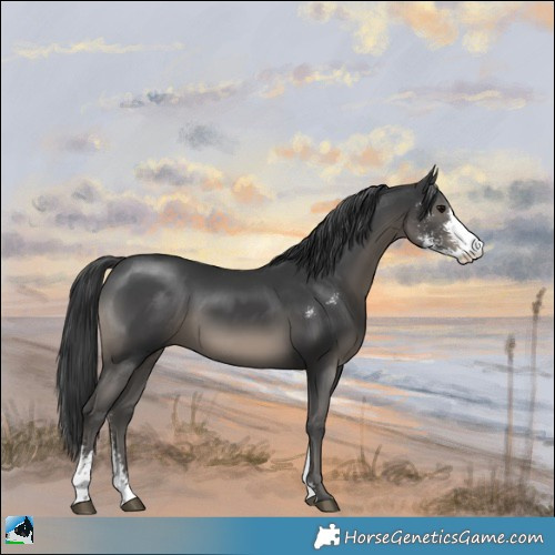 Horse Color:Black Sabino